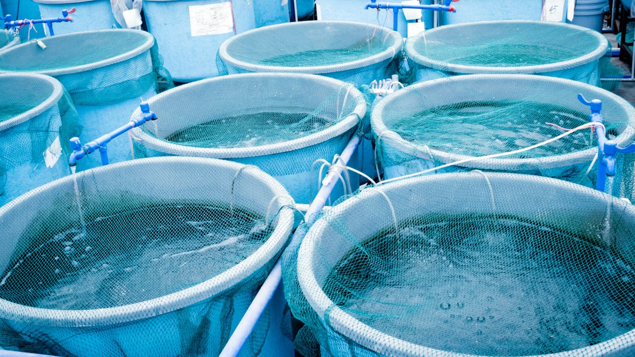 calcium carbonate in aquaculture
