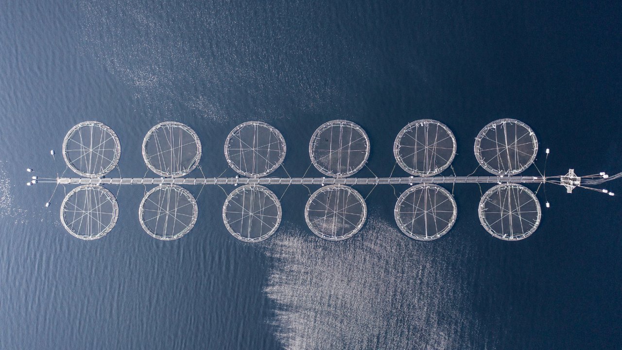 calcium carbonate for fish farming