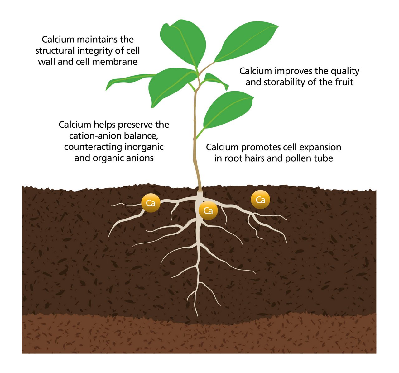 functions of calcium illustration