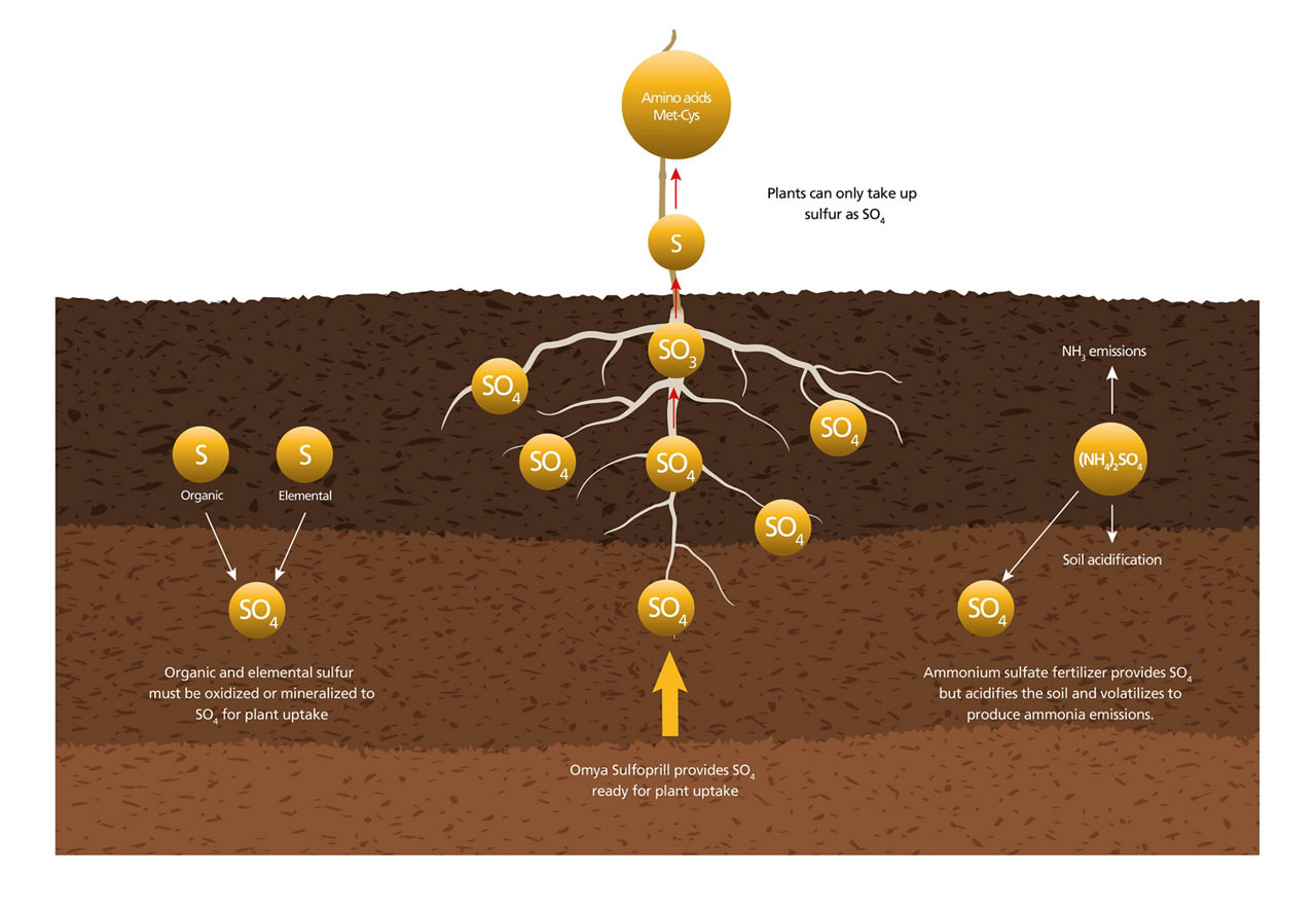 Sulfoprill Sulfur uptake
