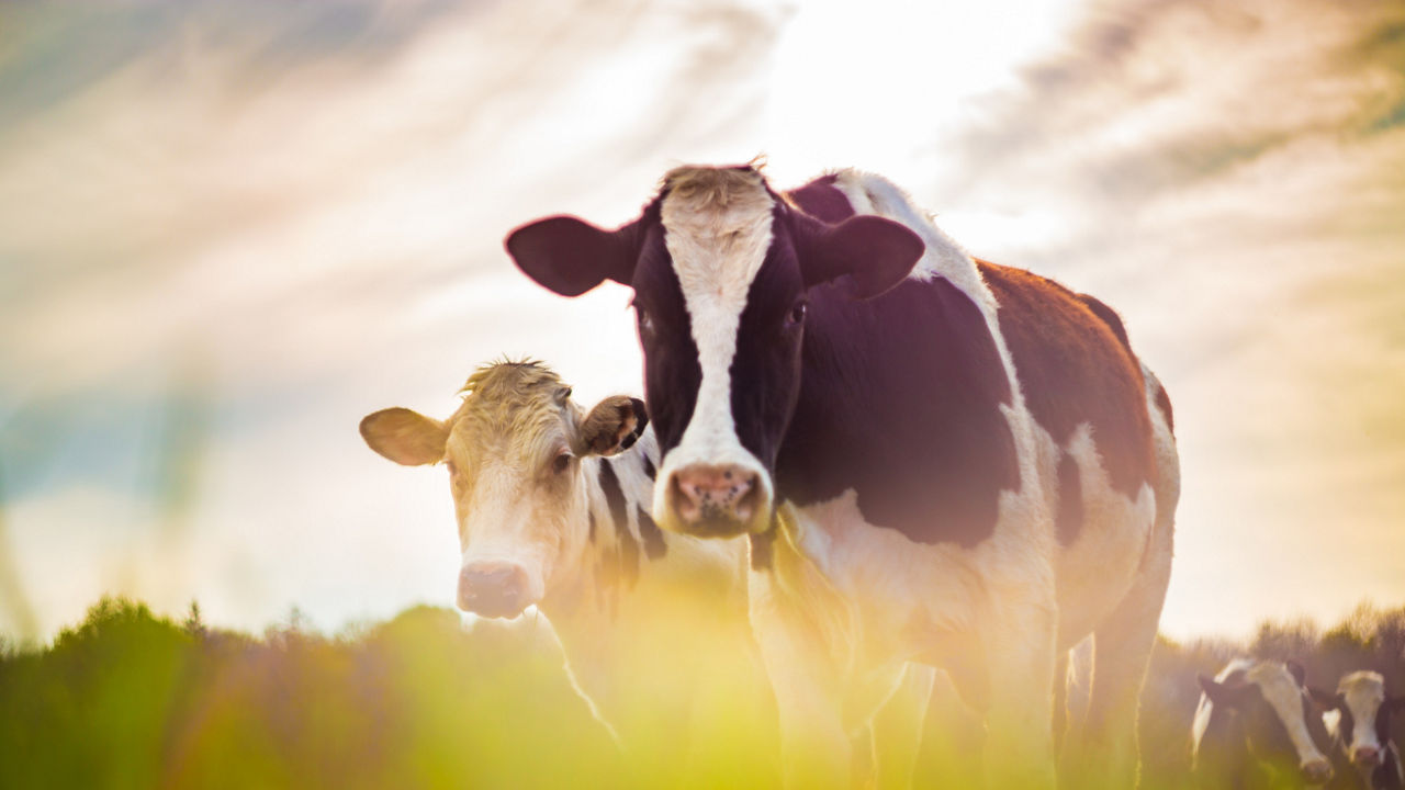 Website Pictures MoodBoard - 24