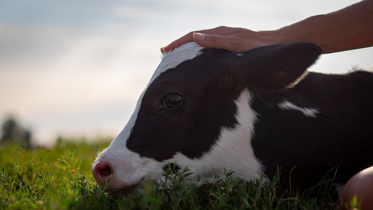 Authentic close up shot of young woman farmer hand is caressing  an ecologically grown newborn calf used for biological milk products industry on a green lawn of a countryside farm with a sun shining.; Shutterstock ID 1482179180; purchase_order: CES; job: ; client: ; other: 