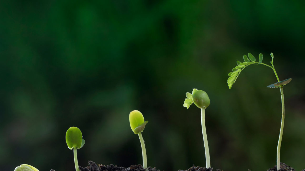 Seedlings