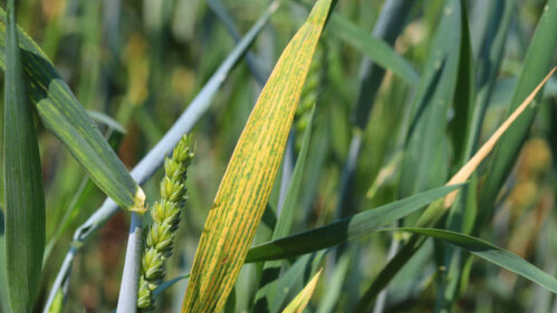 Example of magnesium defiency in wheat growing in a field.