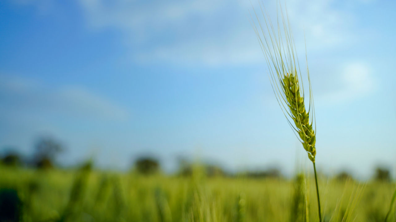 Stalk of wheat in a field