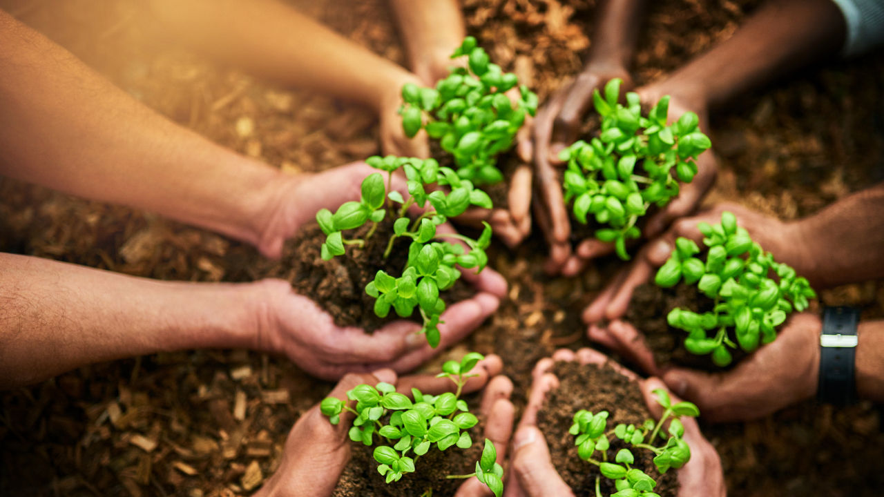 Overview of a group of people coupling seedlings with their hands