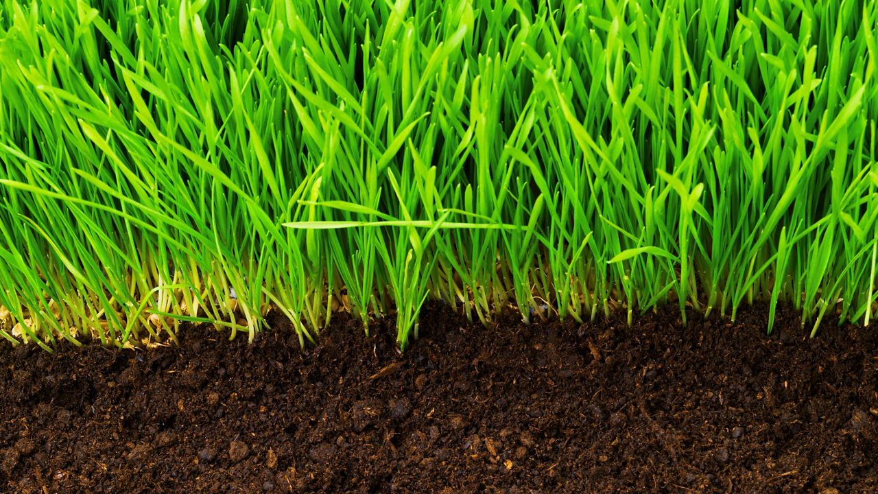 healthy grass growing in soil pattern