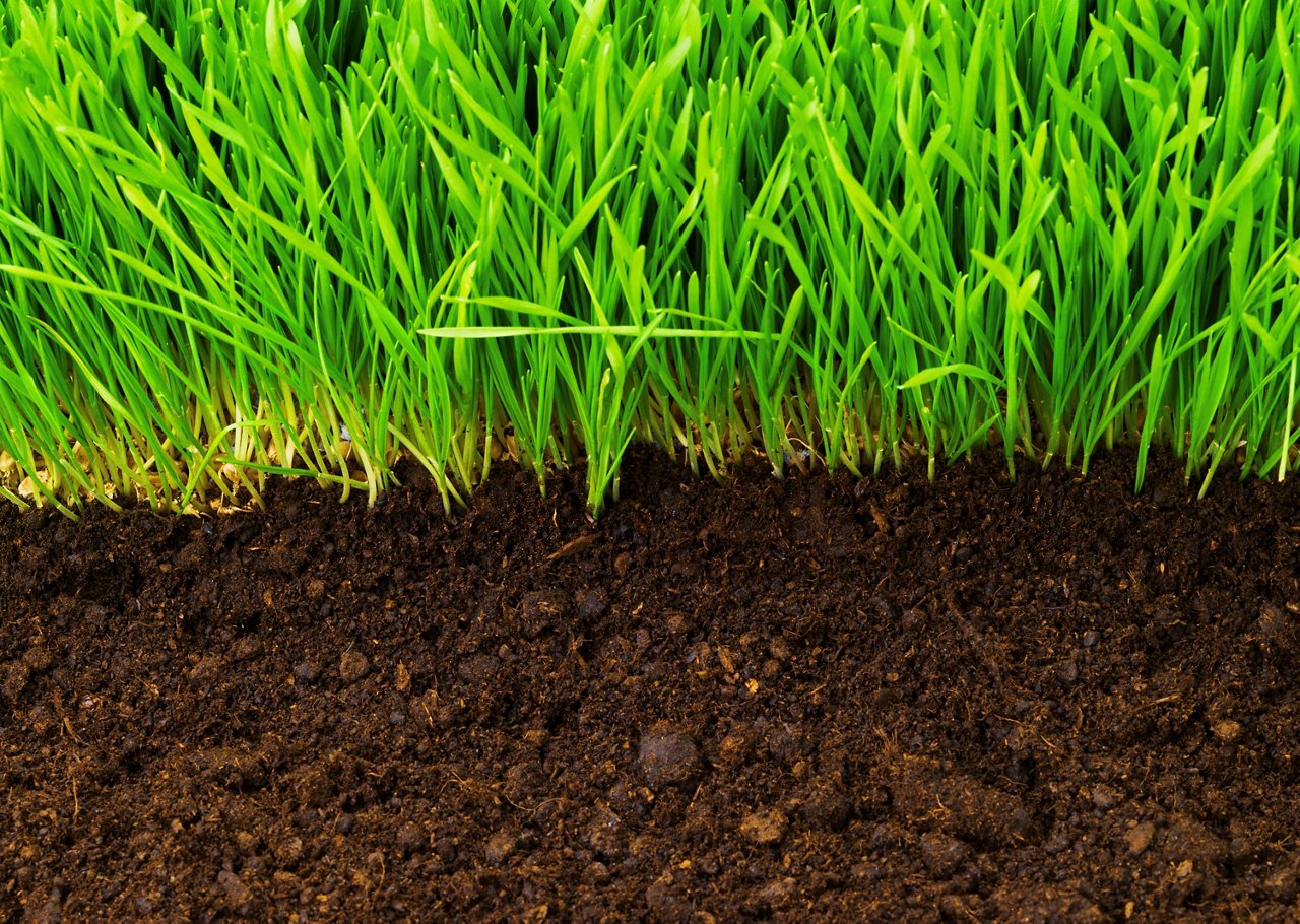 healthy grass growing in soil pattern; Shutterstock ID 72840982; purchase_order: CES; job: ; client: ; other: 