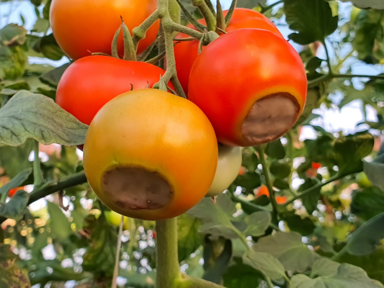 Tomato fruits affected by blossom end rot