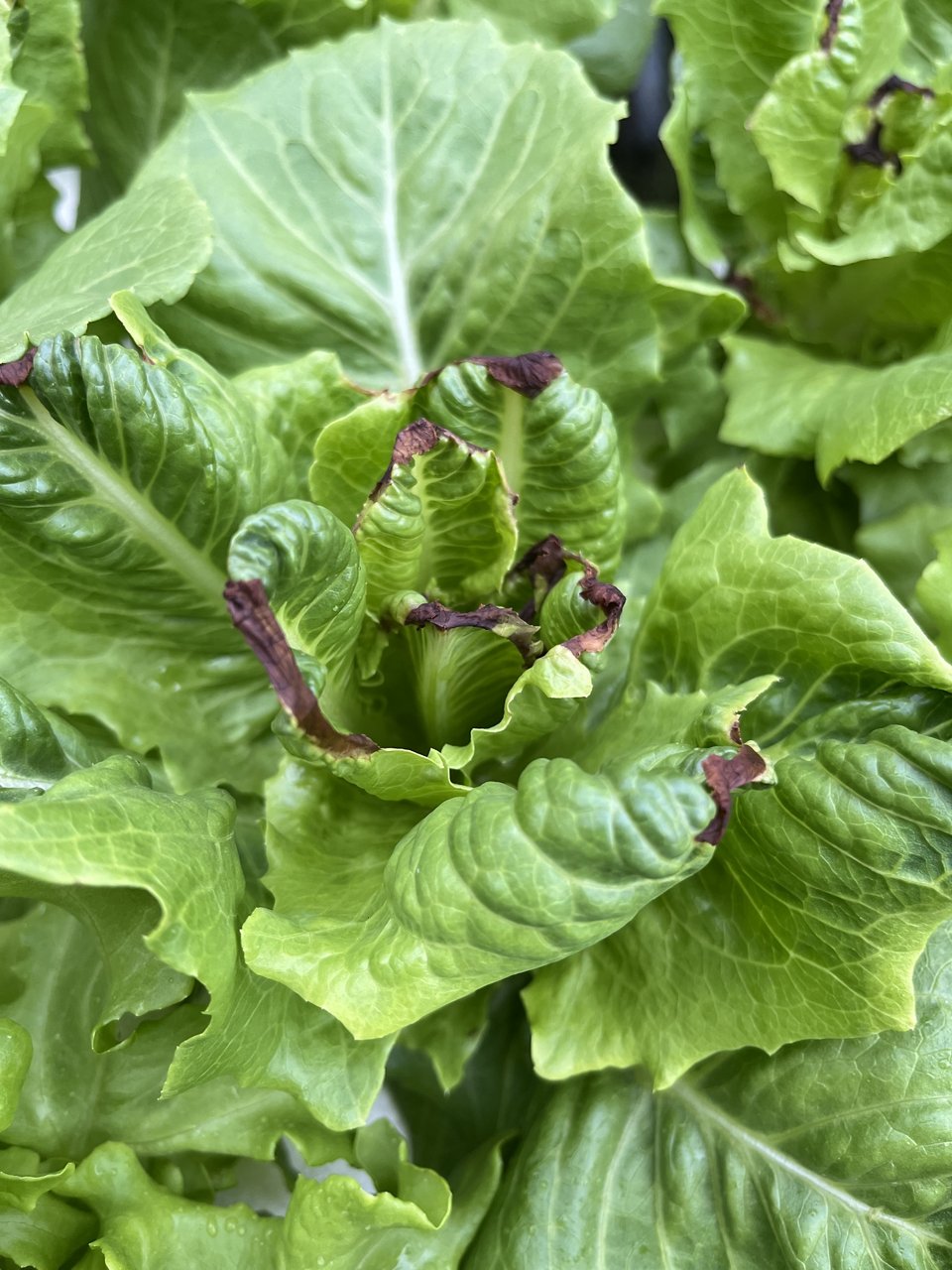 Tip-Burn Hydroponic lettuce