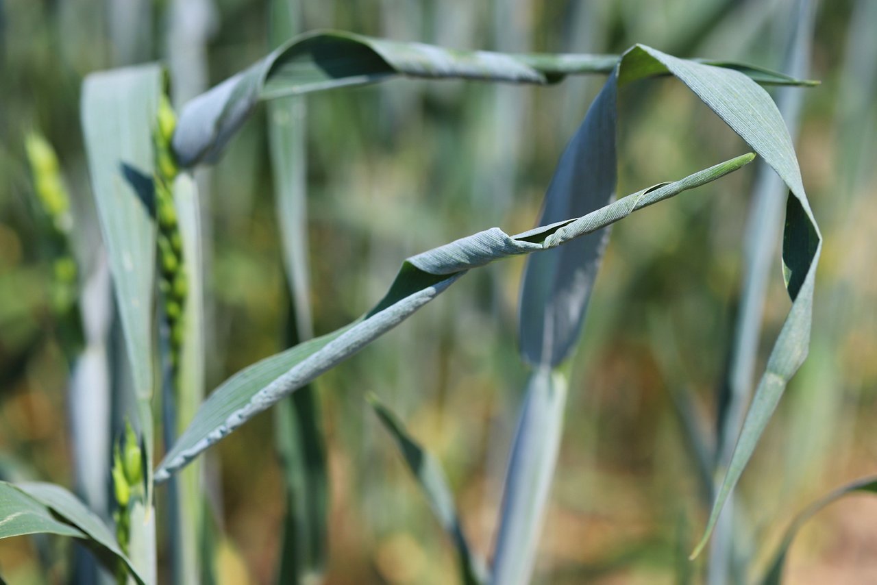 Calcium deficiency in wheat. 