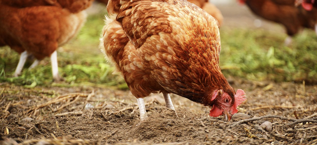 chicken