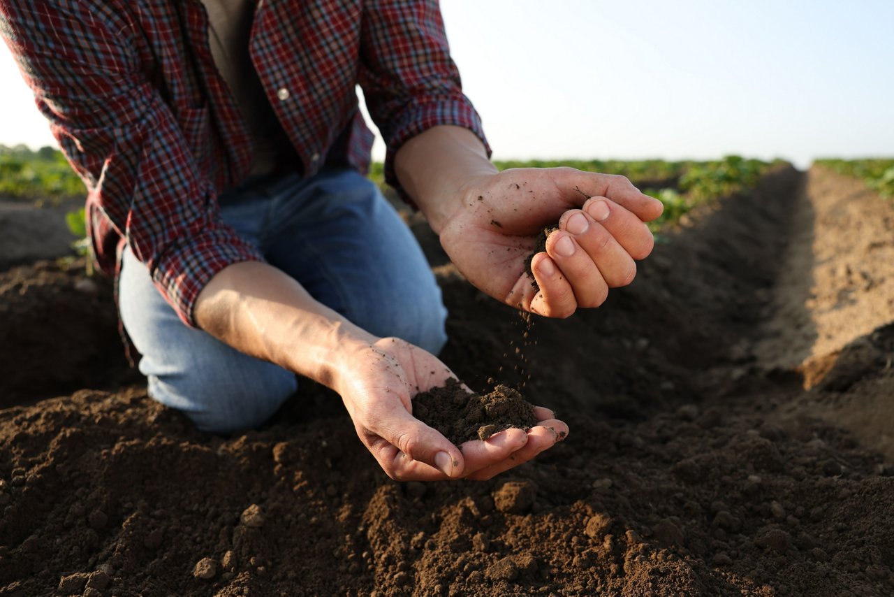 Farmer holding healthy soil