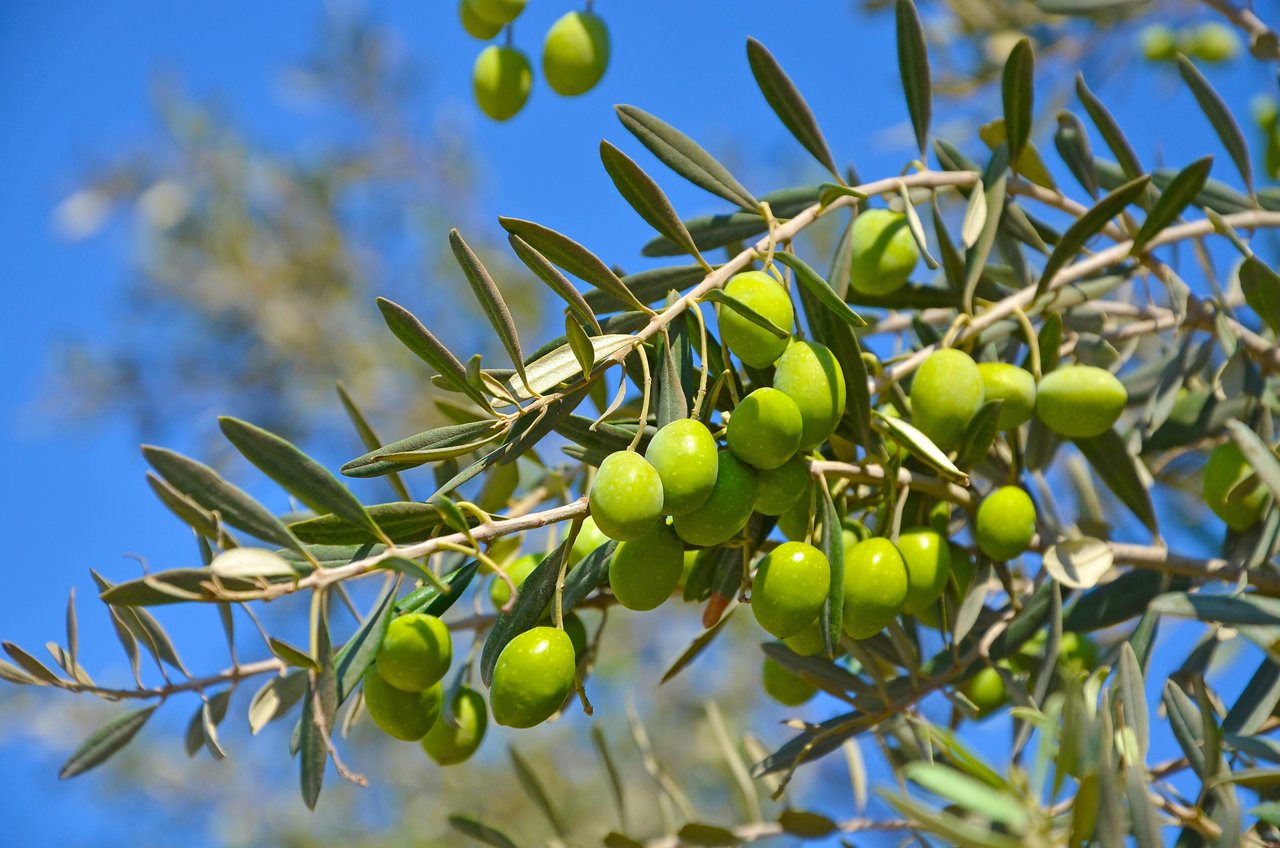 Olive tree