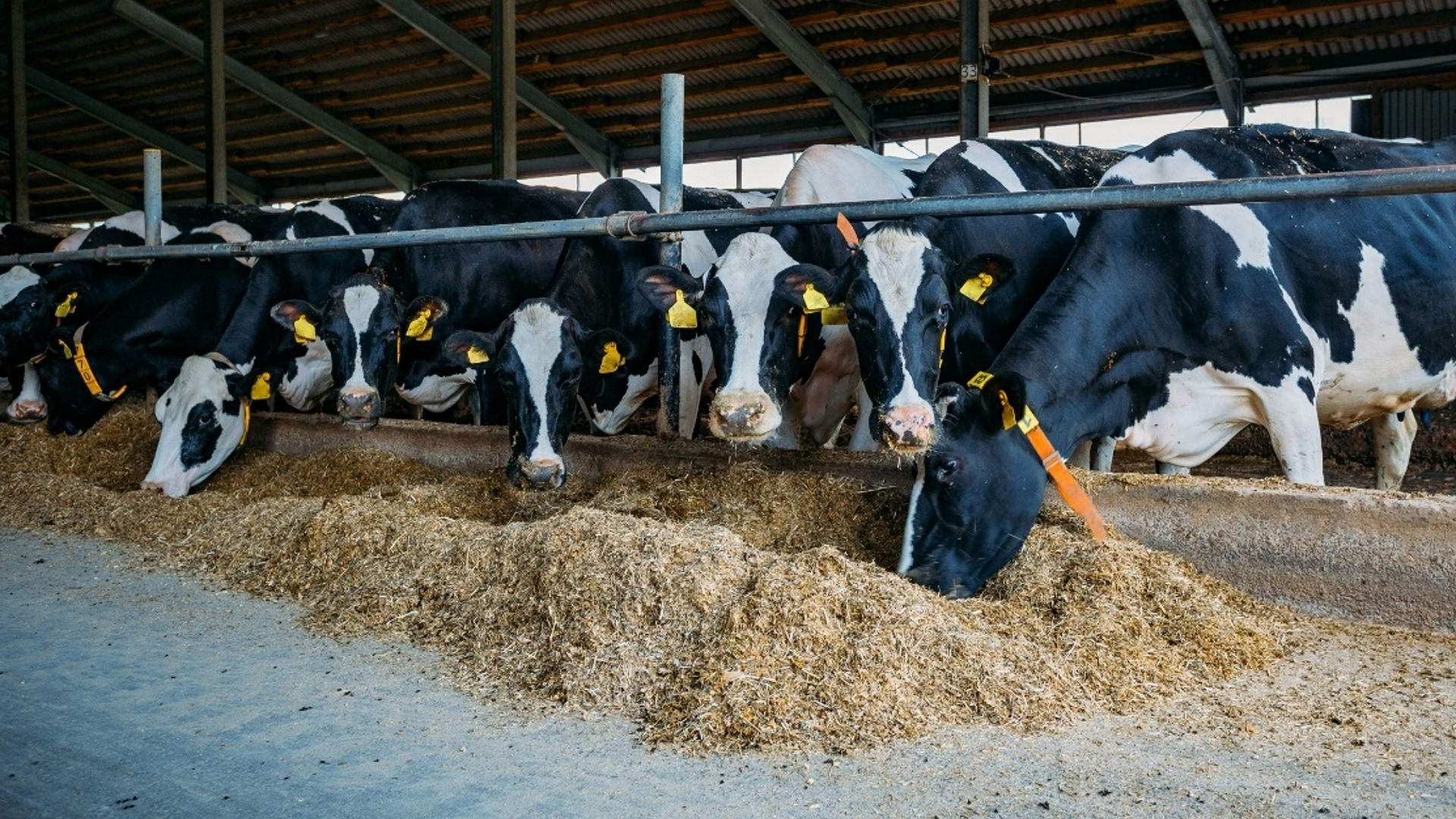 Dairy Cows in a farm