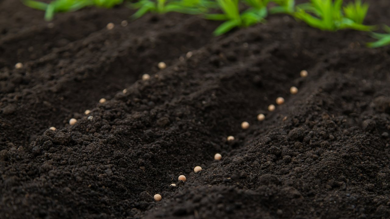 Granules on healthy soil