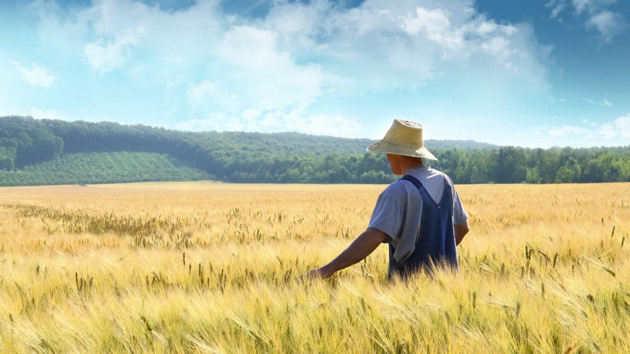 Farmer in a cereal field