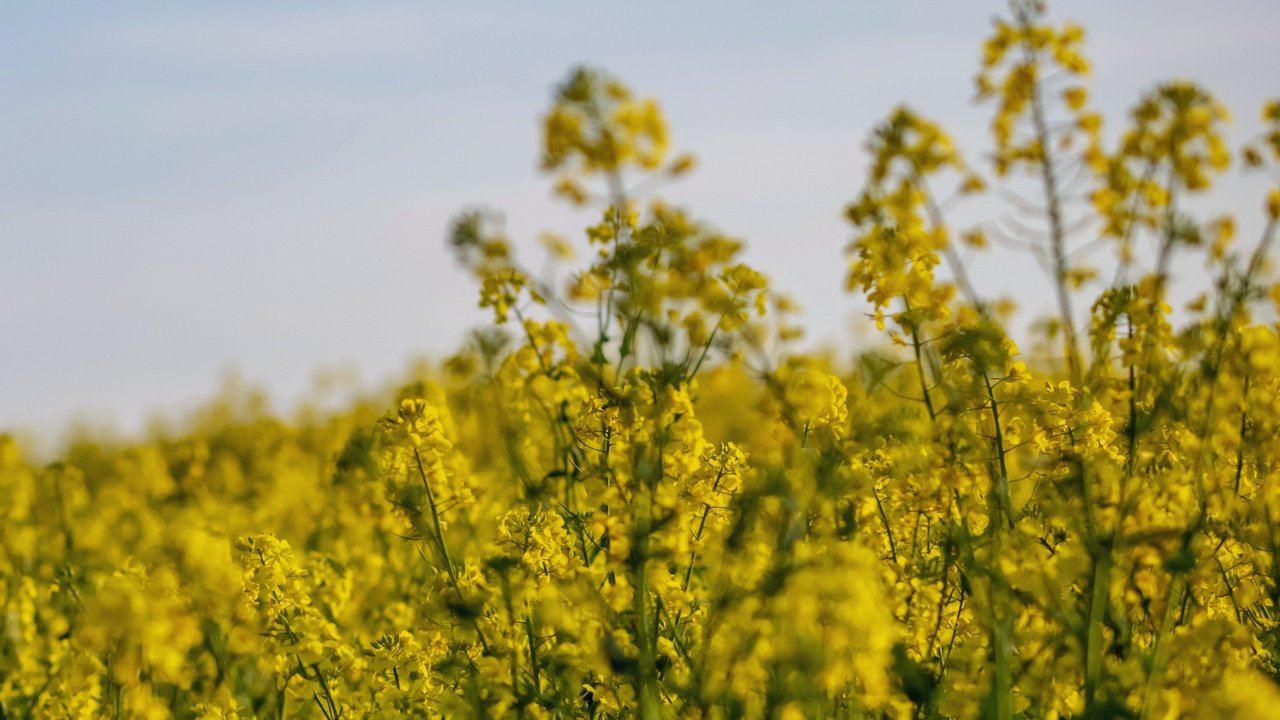 Rapeseed field
