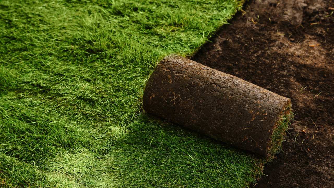 Sod farm rolls