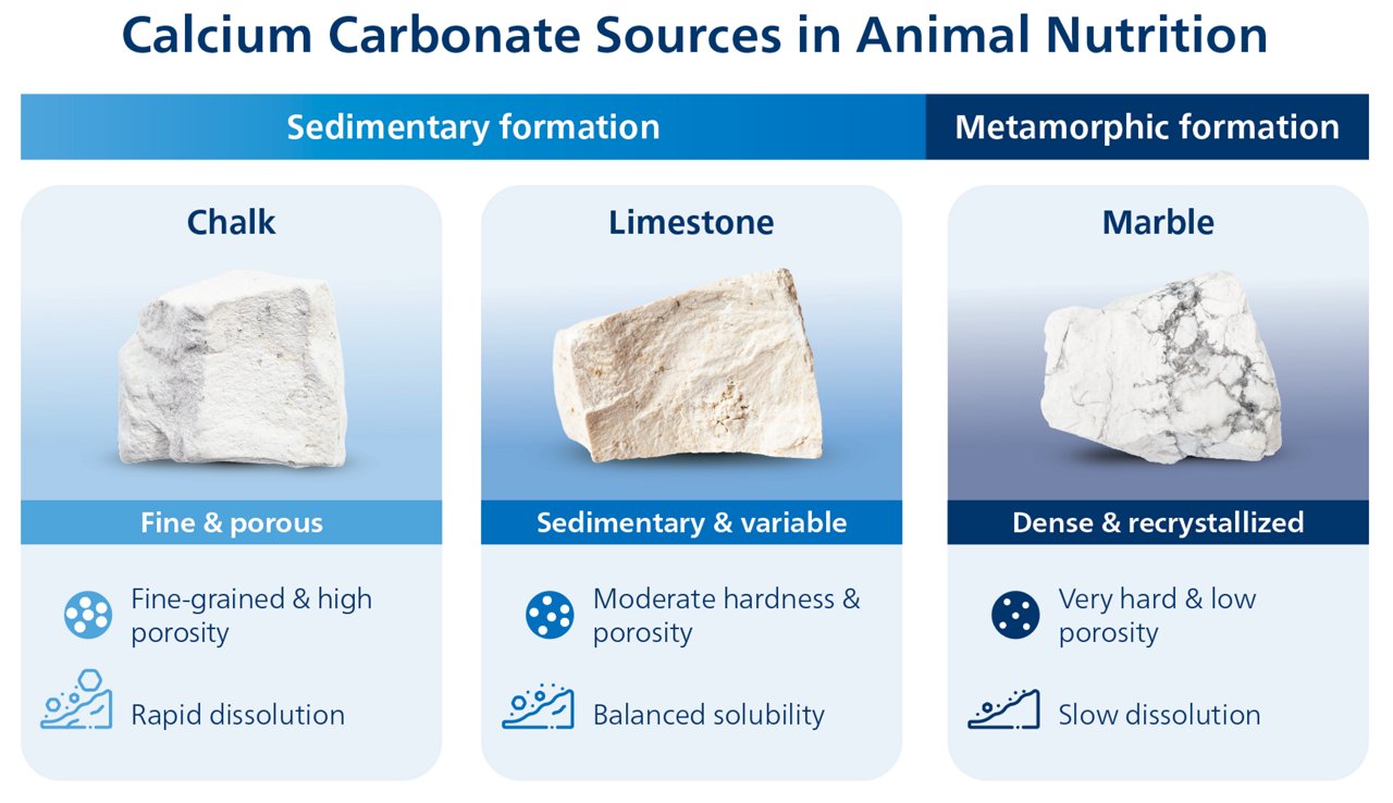 CaCO3 Animal Nutrition