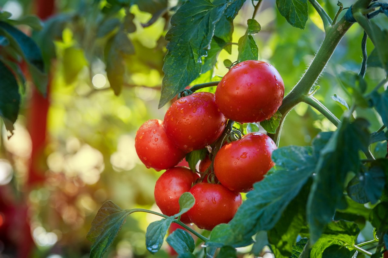 Tomatoes