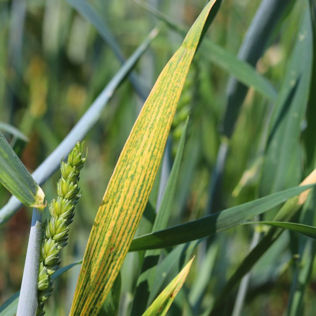 Magnesium deficiency in cereal leaf