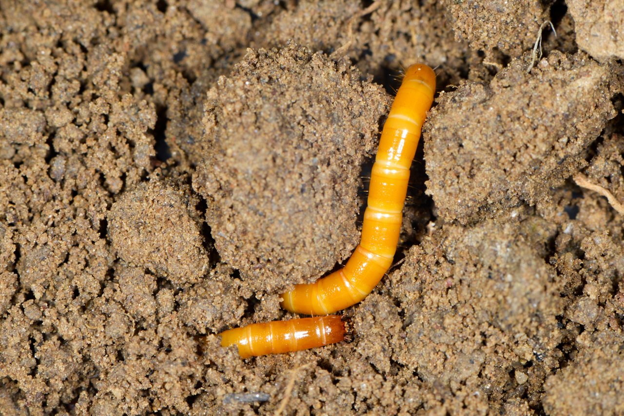 Schnellkäfer, Drahtwurm, Agriotes lineatue, Agriotes obscurus. Larve mit glatten gelblich-weißen, durch einen Chitinpanzer geschützten und deshalb relativ harten drahtigen  Körper und einen  kastanienbraunen Kopf im Boden. Fressen an überwiegend unterirdischen Pflanzenteilen, verursacht  Auflaufschäden an Getreide,  Mais, und Fraßgänge an  Kartoffelknollen, und macht nicht vor Dauerkulturen wie  Weinreben und Hopfen halt.
