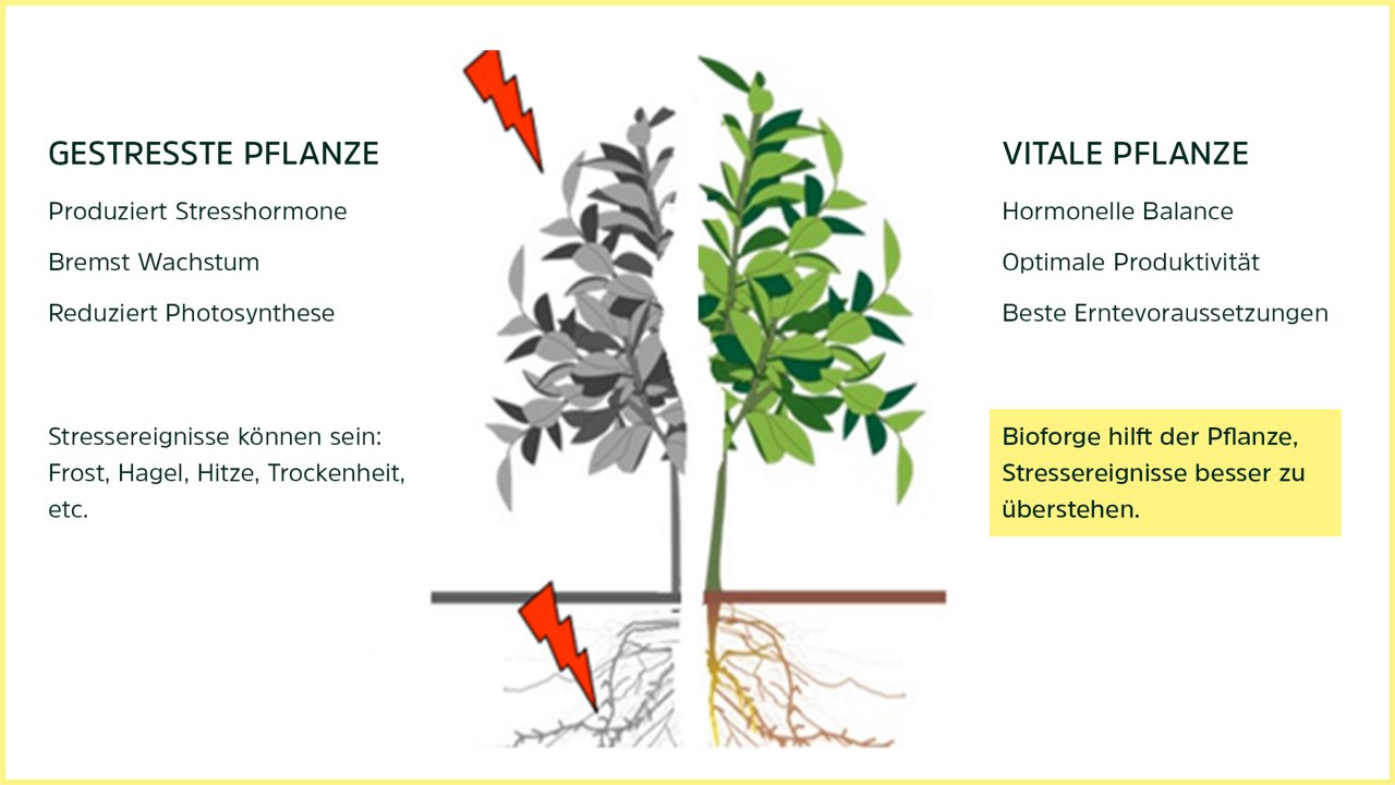 Bioforge Effekt