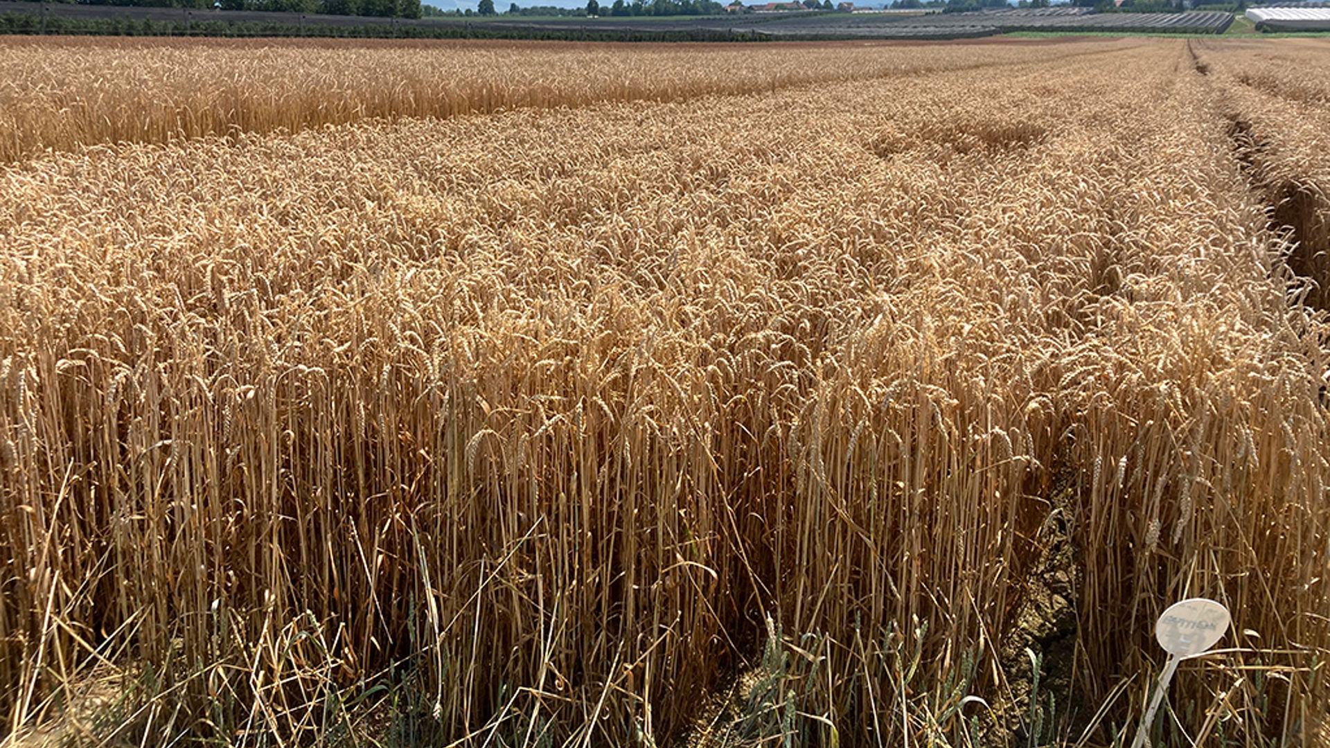 demo feld hybridweisen