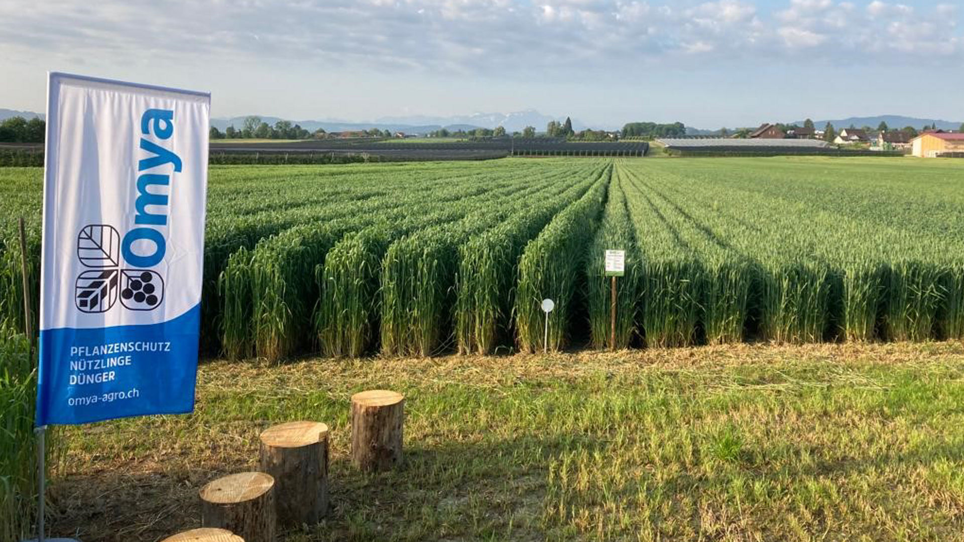Das Demo-Feld im Frühsommer.