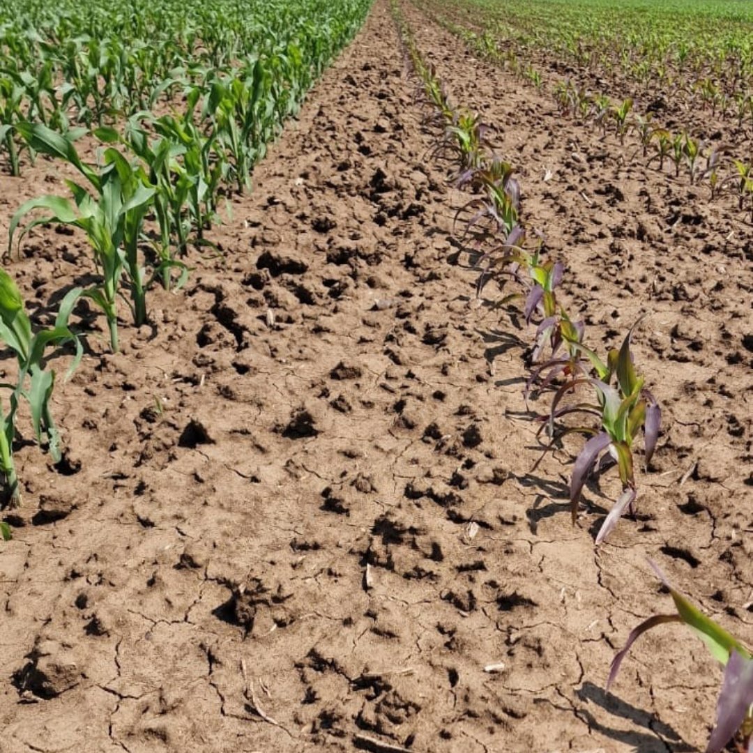 Figure 2. P deficiency in corn