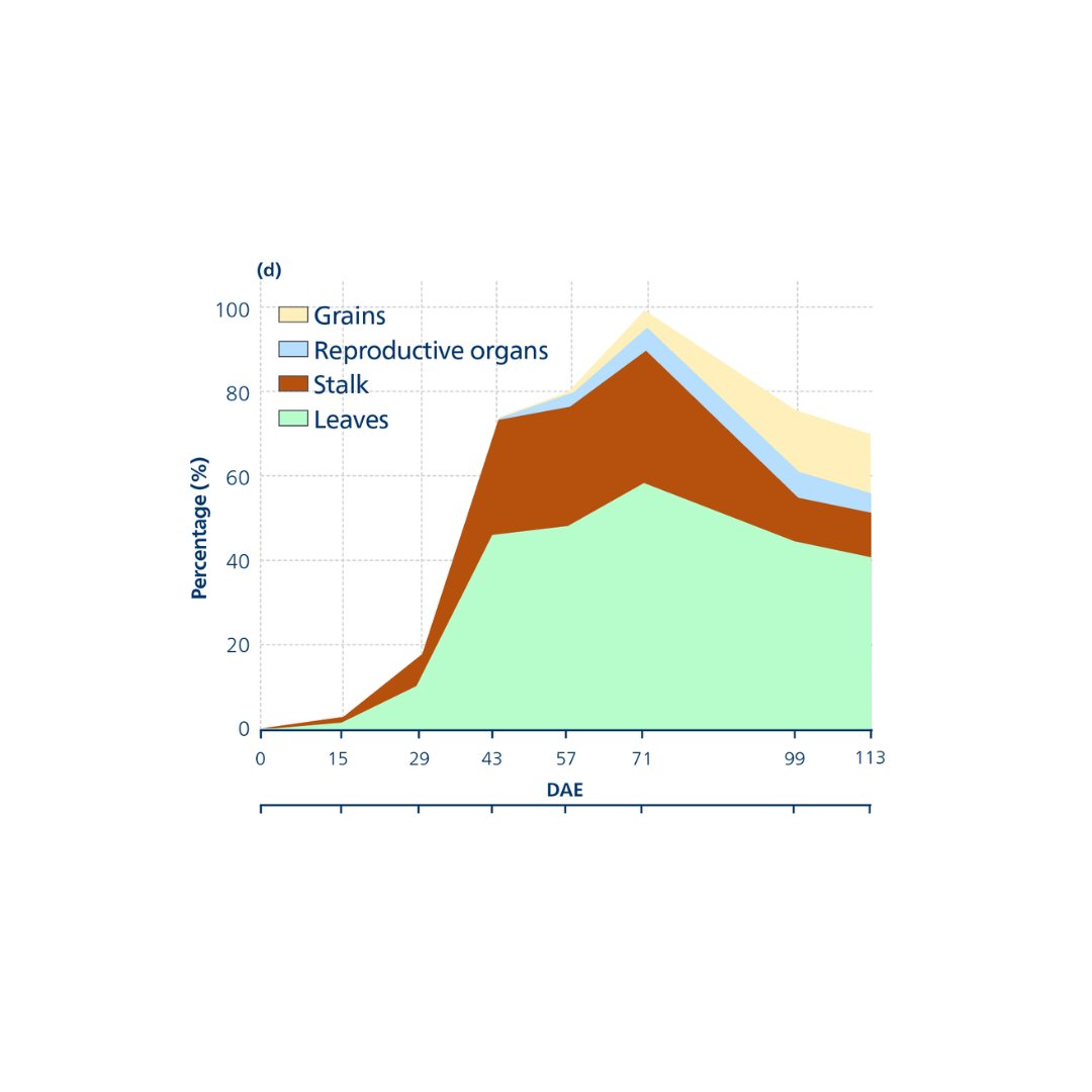 Figure 4 Mg uptake in corn during the growth period