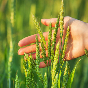 Gesunde_Lebensmittel