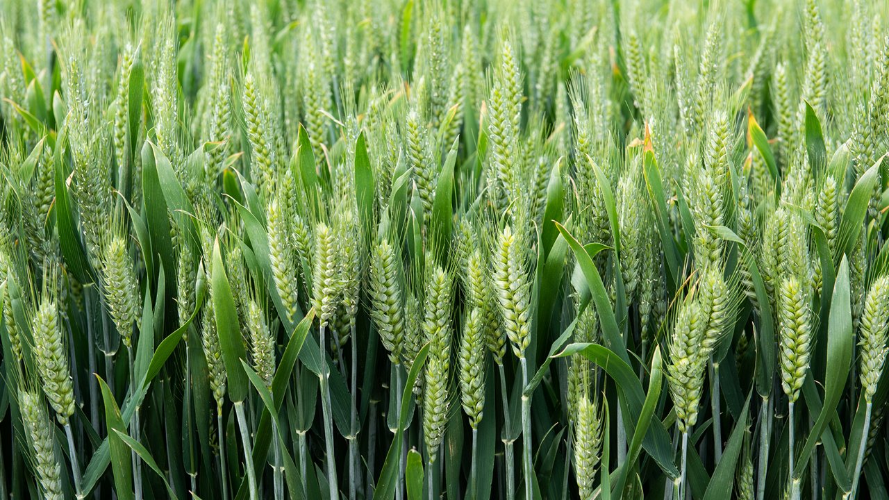 Getreide_hero
