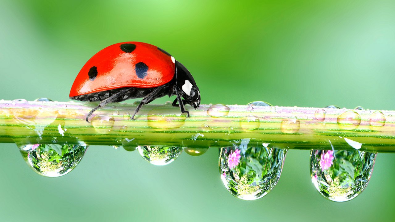coccinelle