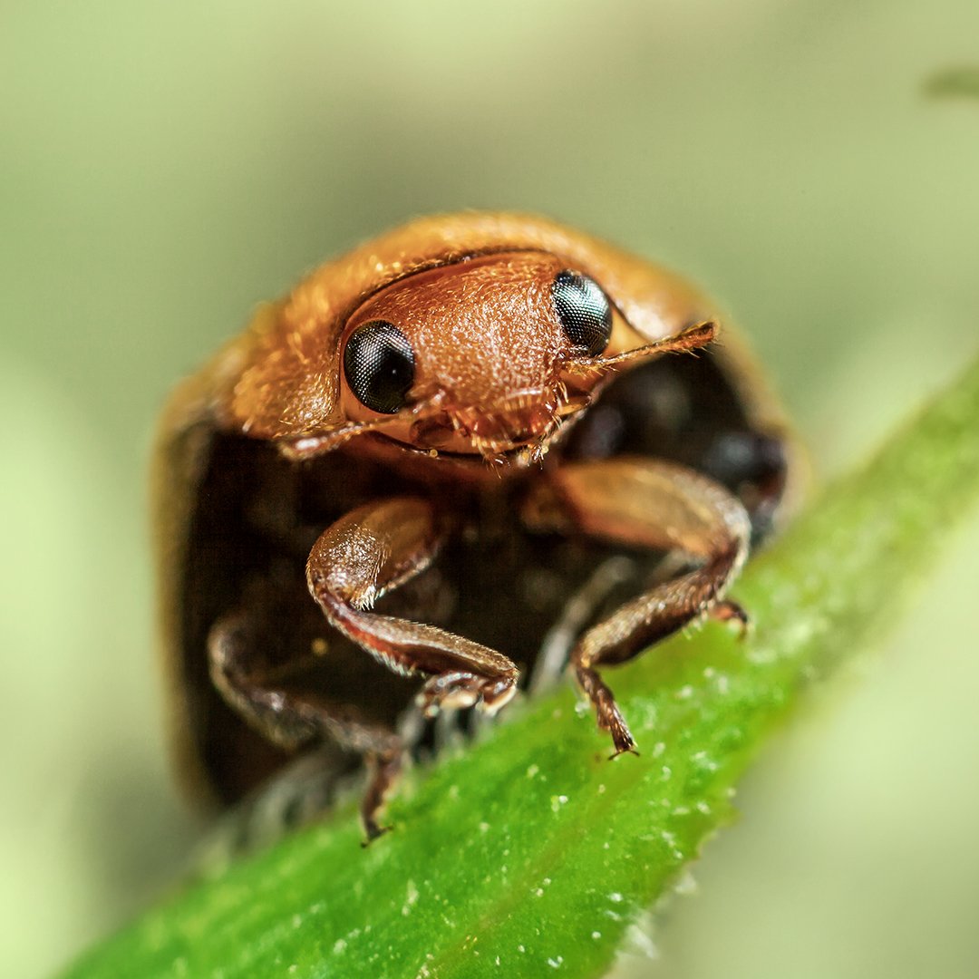 Nützlinge_Marienkäfer