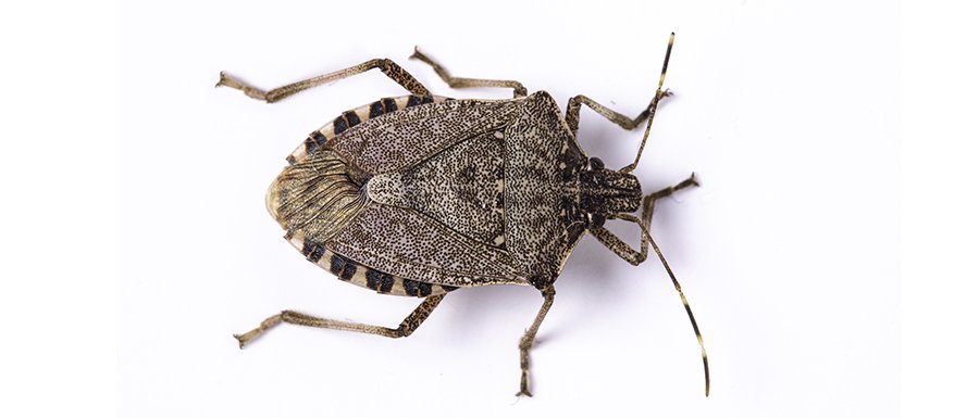 MarmorierteBaumwanze_Stock_295443881