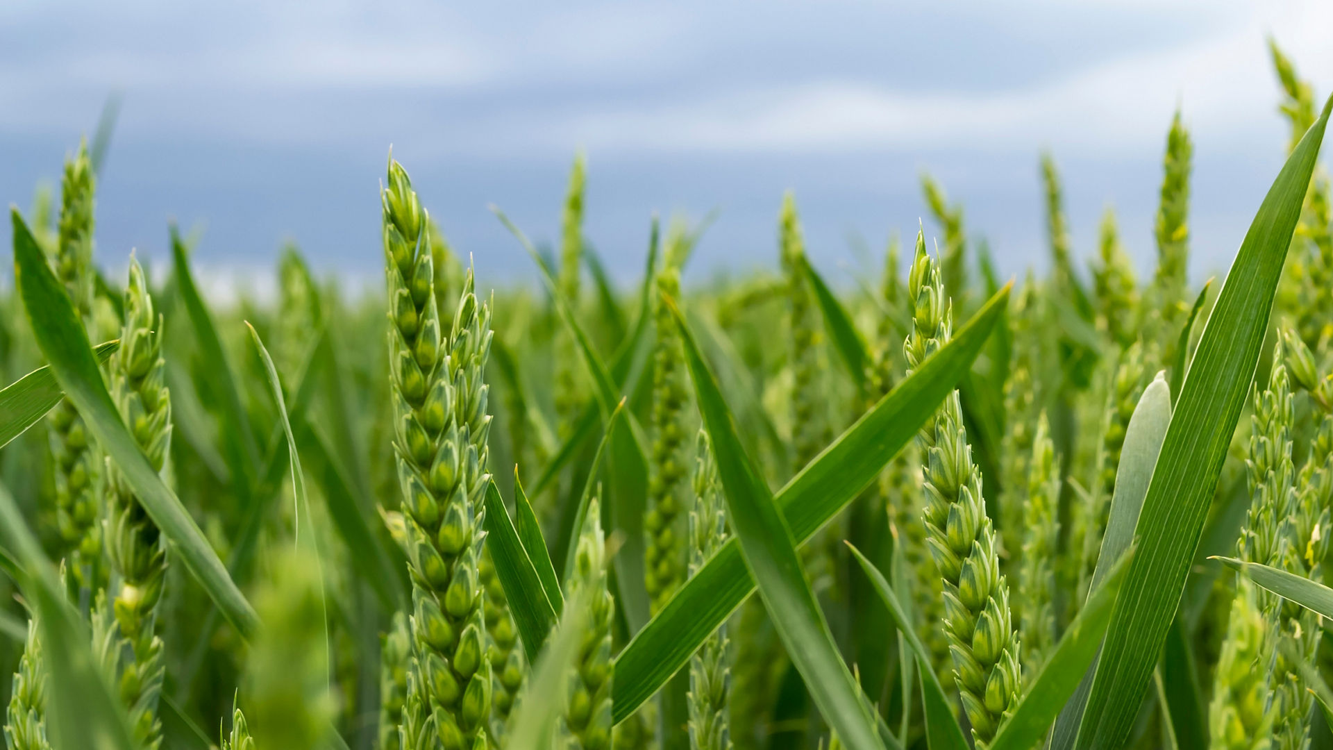 Omya Agrocarb, a finely milled natural calcium carbonate and dolomite blend used to enhance soil structure and fertility