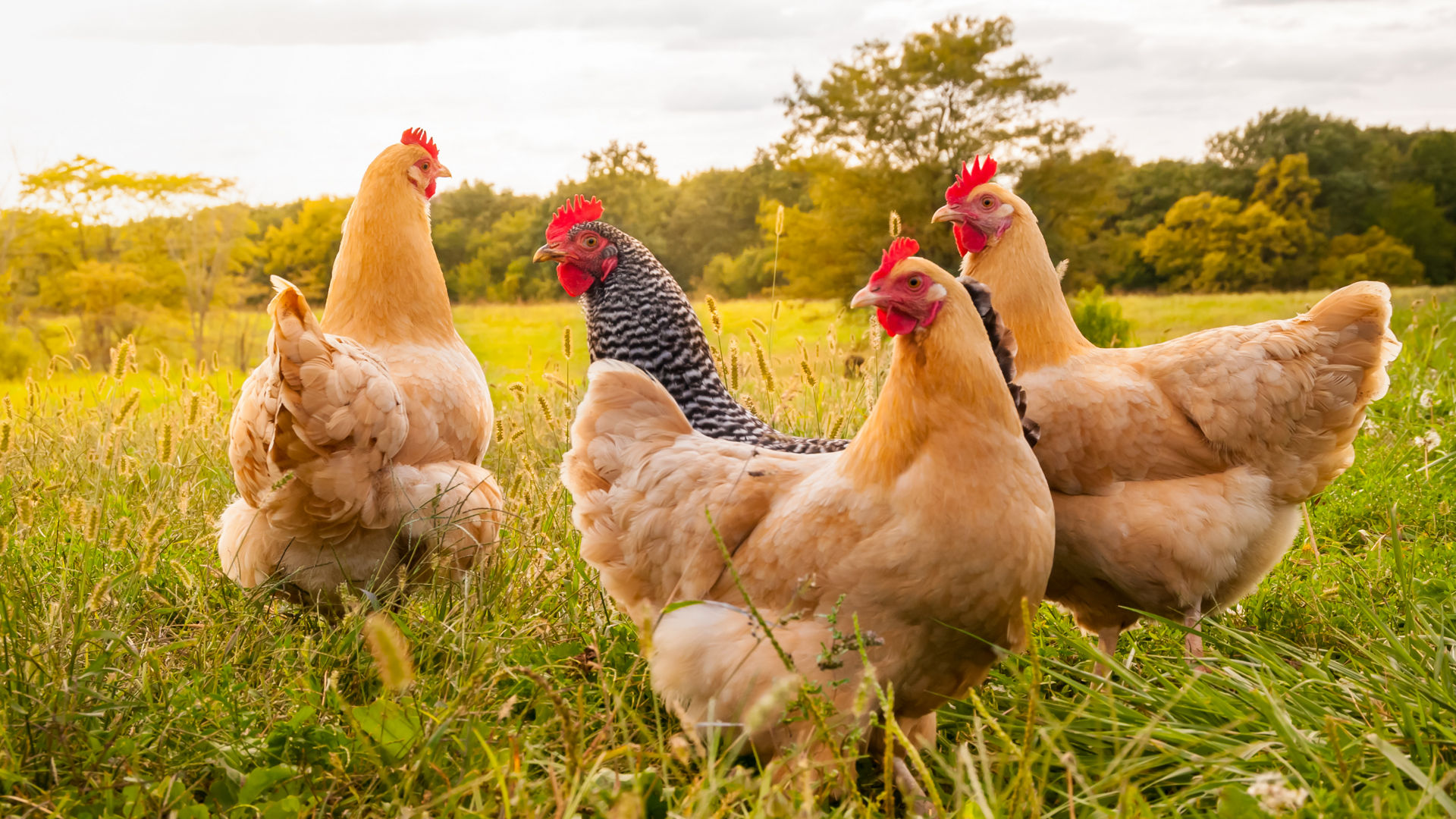 Omya Avicarb calcium carbonate being mixed into poultry feed to provide a slow-release calcium source during non-feeding periods, enhancing eggshell quality