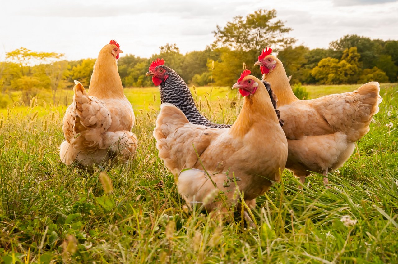 Omya Vitacarb, a fine calcium carbonate powder feed additive designed to support livestock health by providing bioavailable calcium and regulating pH