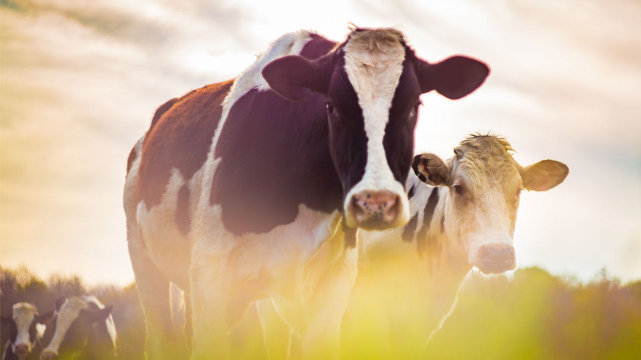 A herd of cows grazing