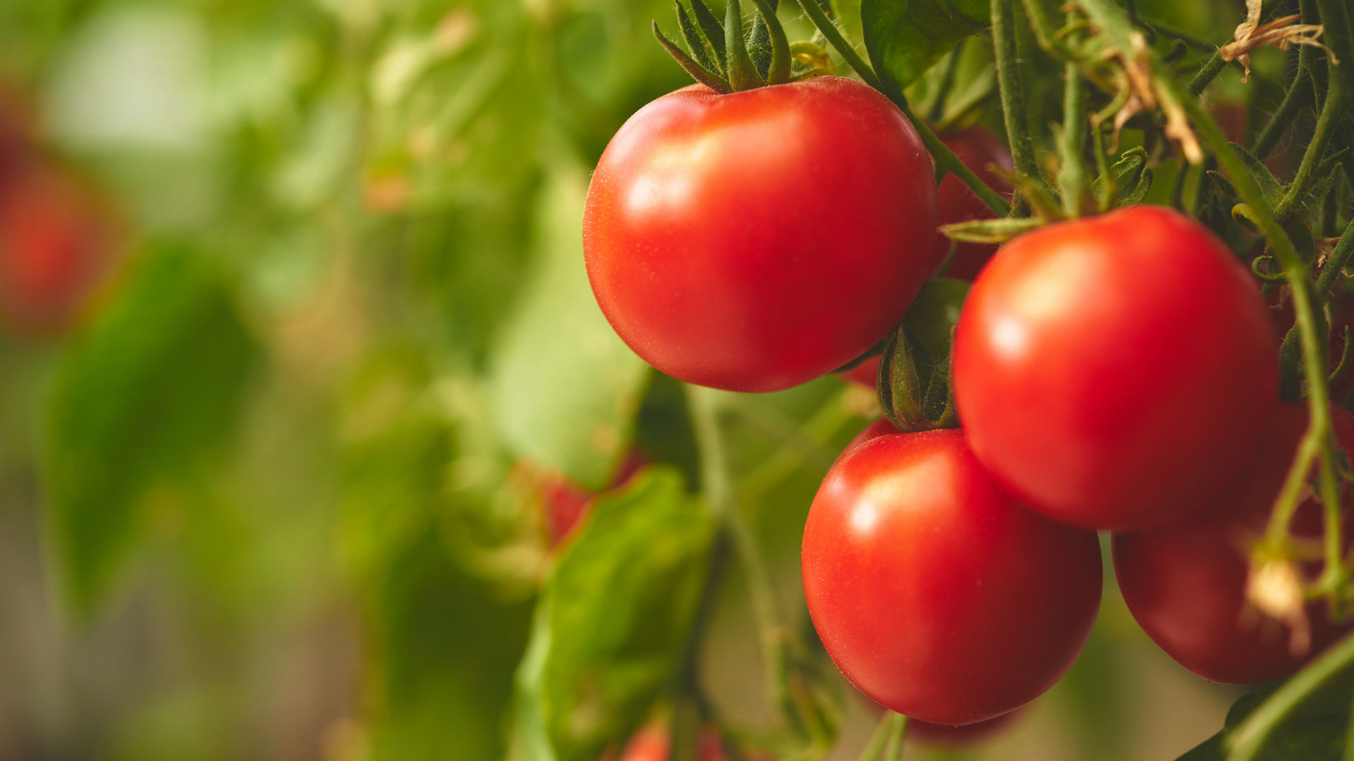 OmyaPro Calcium being sprayed on fruit crops to enhance calcium uptake, reduce disease incidence, and improve firmness and shelf life