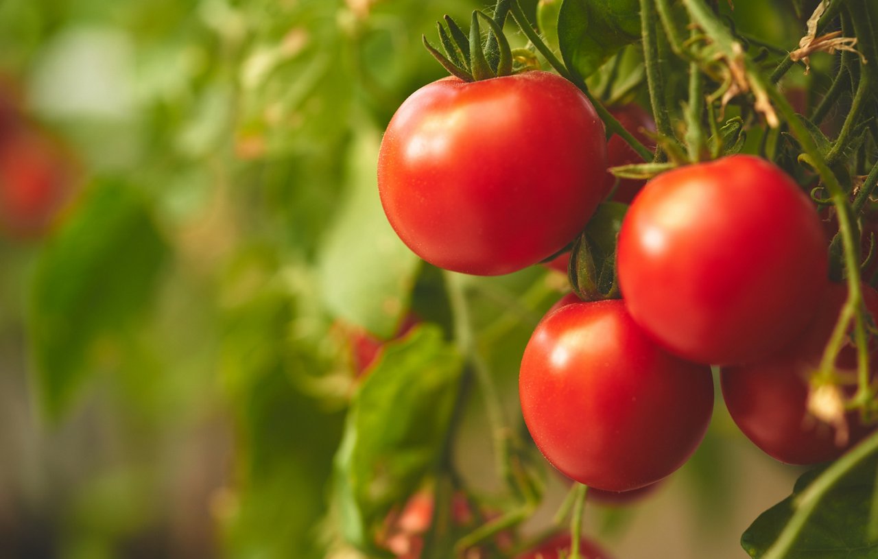 Fresh ripe red tomatoes hanging on the vine in a greenhouse                             ; Shutterstock ID 702993118; purchase_order: CES; job: ; client: ; other: 