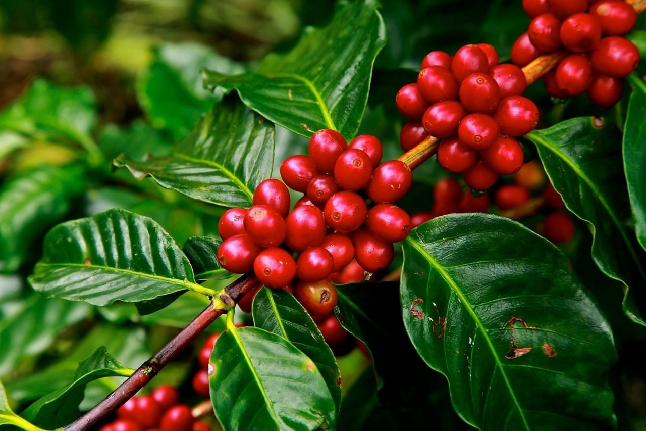 Indonesian robusta coffee fruit plant; Shutterstock ID 1886407666; purchase_order: CES; job: ; client: ; other: 