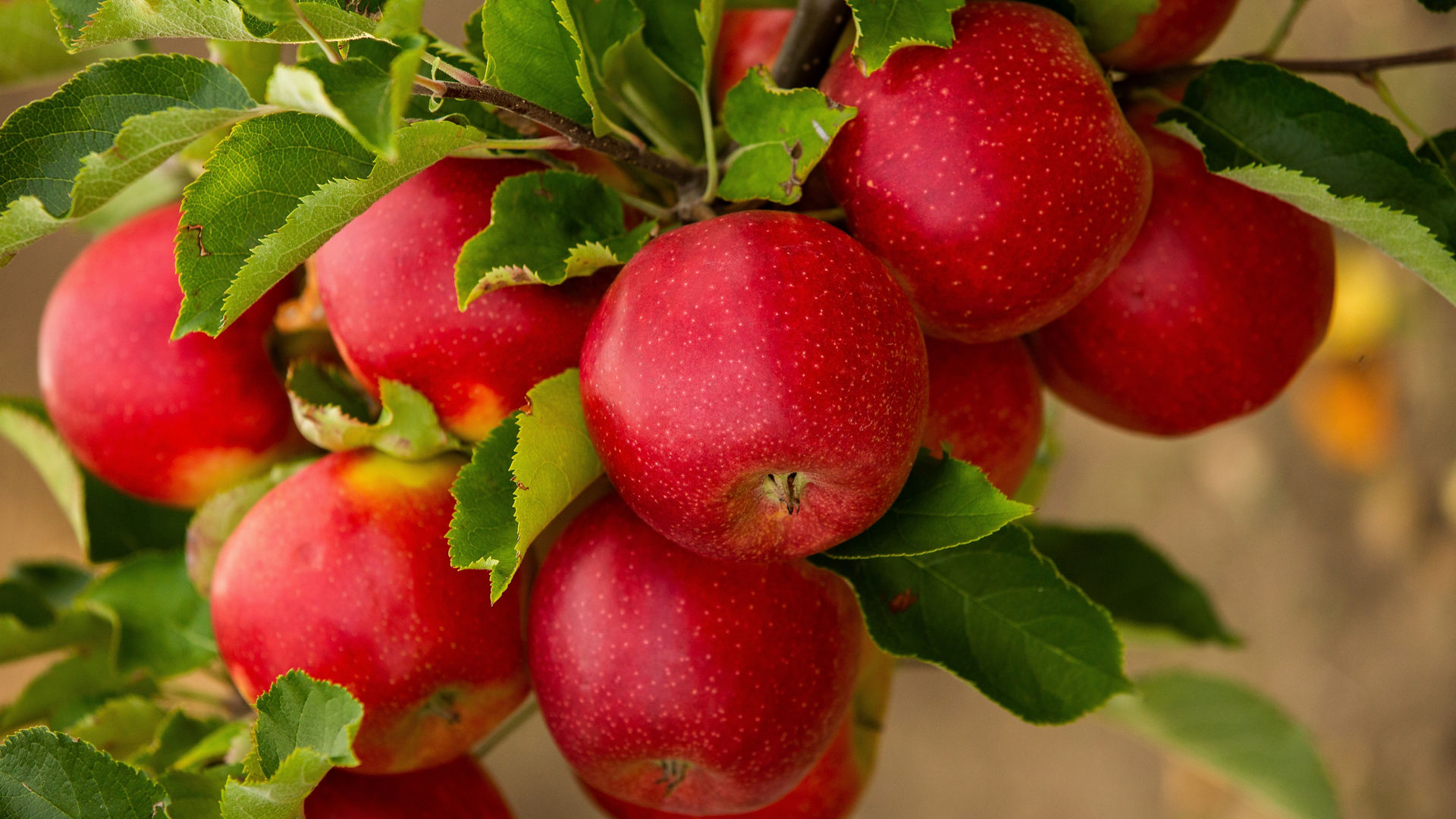 Cluster of ripe, red apples still on the tree waiting to be picked.; Shutterstock ID 2214344653; purchase_order: CES; job: ; client: ; other: 