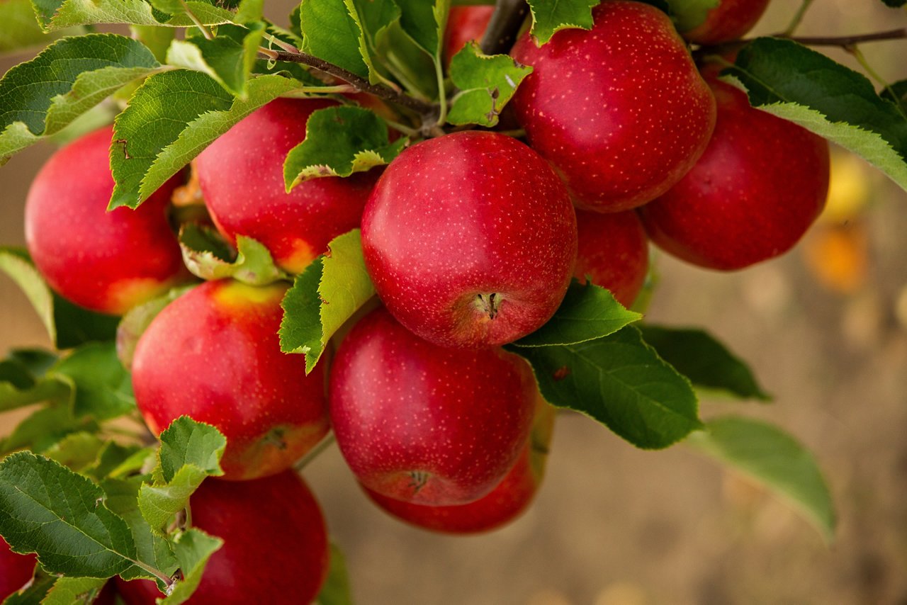 Cluster of ripe, red apples still on the tree waiting to be picked.; Shutterstock ID 2214344653; purchase_order: CES; job: ; client: ; other: 