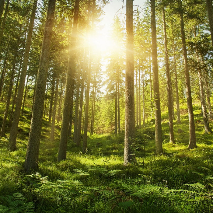 Sunlight in the green forest