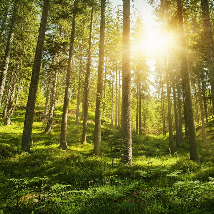 Sunlight in the green forest