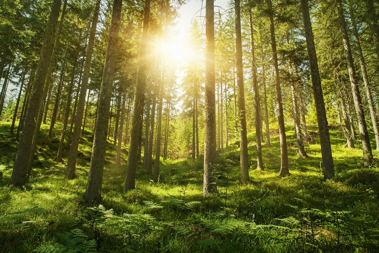 Sunlight in the green forest