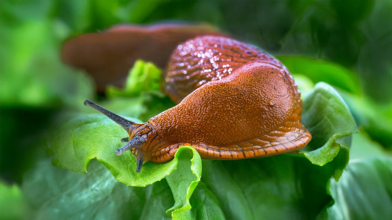 Schnecke_auf_Salat